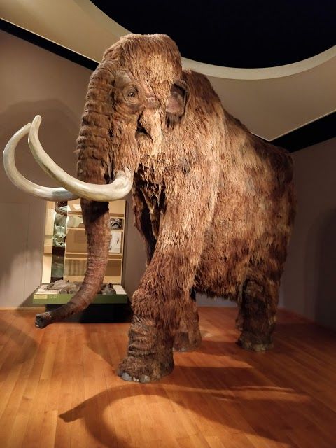 Museo de Historia Natural de Basilea