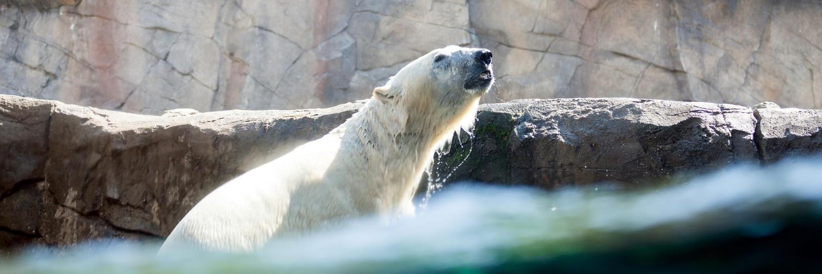 Zoo de Hannover