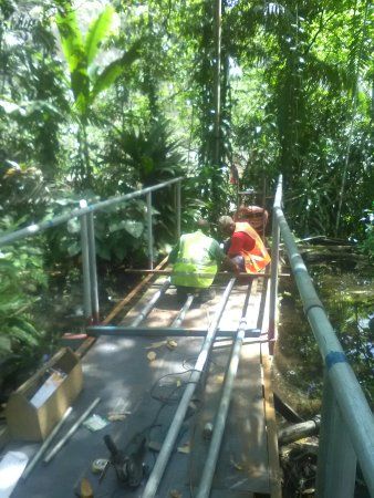 Rainforest Habitat